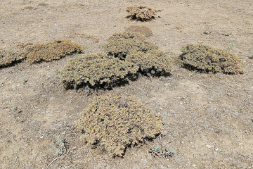 astragalus, herbaceous plants and shrubs, thorny astragalus plant,
