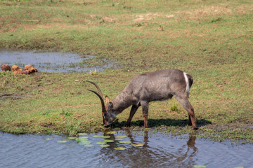 Waterbuck drinking in river in Kruger National Parl