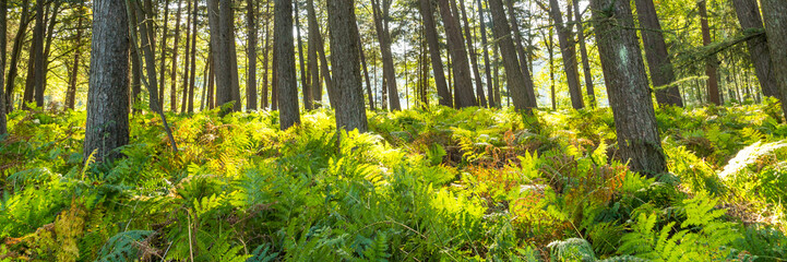 Forest landscape with ferns in the Netherlands