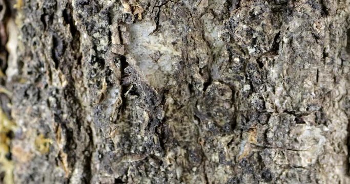Close-up of the bark of a turning tree trunk