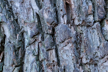 pattern tree bark powerful old oak tree weathered cracked deep furrows base stiff rustic