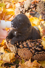 Little black puppy dog pooch in a basket of cones eating milk from a bottle