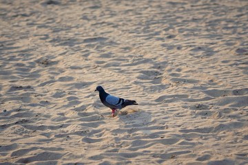 Birds on the Beach