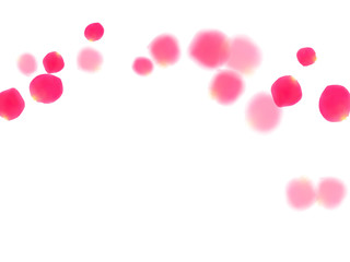 Pink rose petals falling vector valentine background.