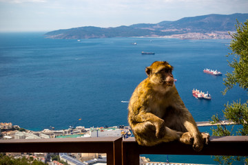 The famous apes of Gibraltar