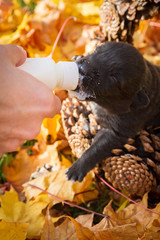 Little black puppy dog pooch in a basket of cones eating milk from a bottle