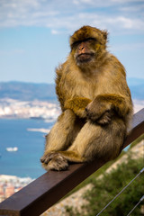 The famous apes of Gibraltar