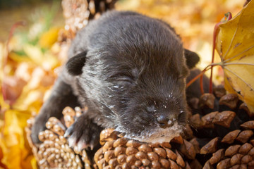 Little black puppy dog pooch in a basket of cones