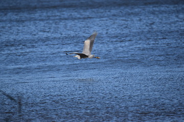 heron
