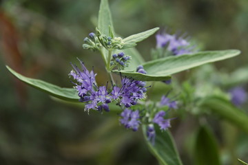 Blooming Caryopteris × clandonensis