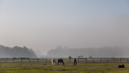 Chevaux dans la brume &agrave; Chantilly