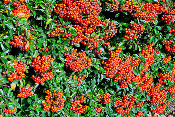 Pyracantha Hedge with Berries