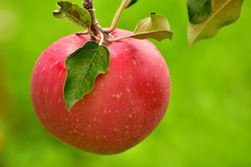 果樹園の赤いりんご