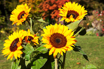 Sunflowers growing in a garden, staked up to stop them toppling over.