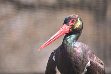 Ciconia nigra