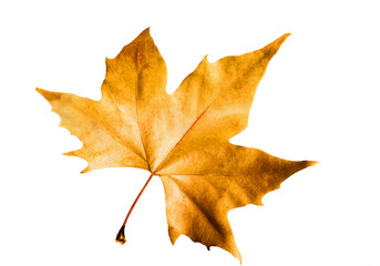 Yellow maple leaf in autumn ,isolated on white background,symbol as a seasonal themed concept ,icon...
