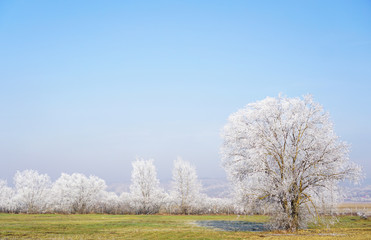 Obraz na płótnie Canvas Frozen tree on winter field with blue sky/for background