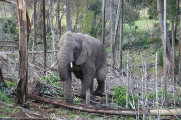 Fototapeta premium elephant