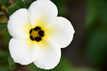 White-yellow-brown flower on a blurred background