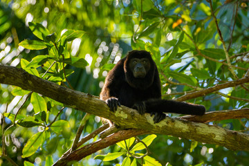 HowlerMonkey2