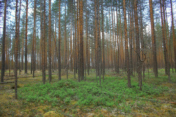 landscape pine forest / taiga, virgin forest, landscape nature summer