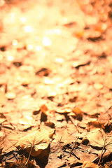 fallen leaves background / autumn background yellow leaves fallen from a tree