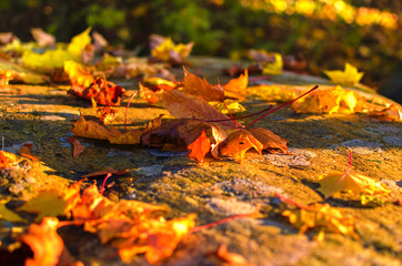 Autumn leaves on the forest floor in sunlight