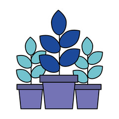 three potted plants on white background