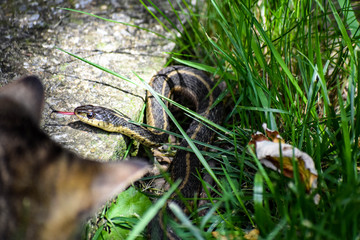 Cat watching ribbon snake