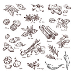 Hand drawn spices. Vanilla and pepper, cinnamon and garlic. Sketch kitchen herbs isolated vector set. Illustration of ingredient herb, garlic and spice for cooking - obrazy, fototapety, plakaty