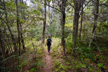 Obraz premium caminando en el bosque 