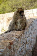 The famous apes of Gibraltar