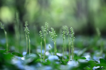 summer background flowers nature / beautiful picture design background flowers in the field