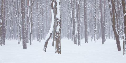 Naklejka premium Beautiful Winter forest with trees covered snow