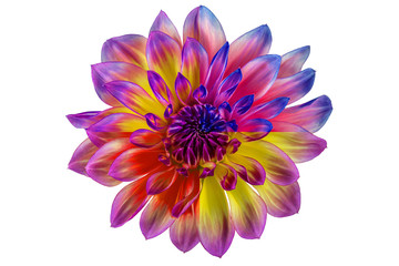collage, flower dahlia on white background in isolation