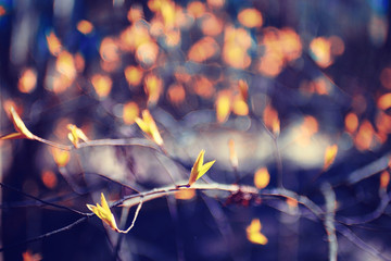 toned background spring tree branches with young leaves sun glare blur bokeh
