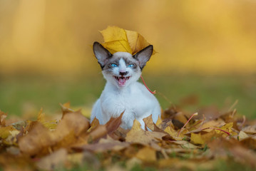 Cornish rex kitten sitting in falling leaves in autumn