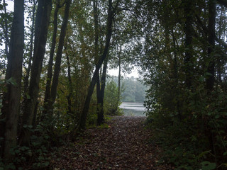 Fototapeta premium trees with opening to river lake fall fallen leaves nature landscape