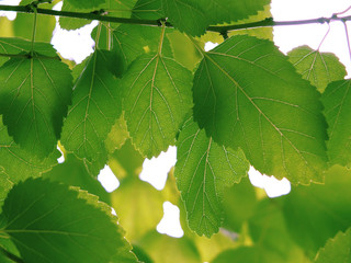 Buchenblätter Sonne
