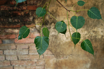 Leaves of the pho tree and old red brick wall texture background.