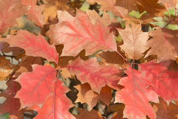 Naklejka na ściany i meble Red autumn leaves on the tree