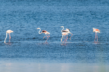 Flamingos at Ria de Aveiro delta