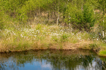 Moor-Birken (Betula pubescens) und Scheiden-Wollgras (Eriophorum vaginatum) , Ufer eines Moor-Weihers, Naturschutzgebiet Pietzmoor, Lüneburger Heide, Niedersachsen, Deutschland, Europa