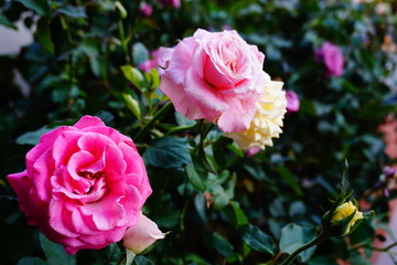 pink rose in the garden