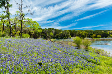 Beautiful bluebonnets along a lake in the Texas Hill Country.