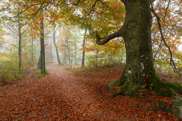 Misty Forest Walk Path