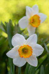 narcissus