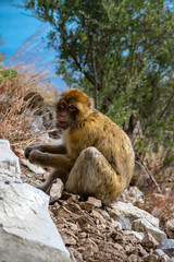 The famous apes of Gibraltar