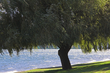 Trauerweide am Comer See