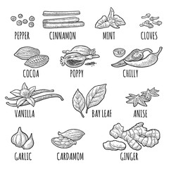Set spices. Vintage vector engraved illustration isolated on white